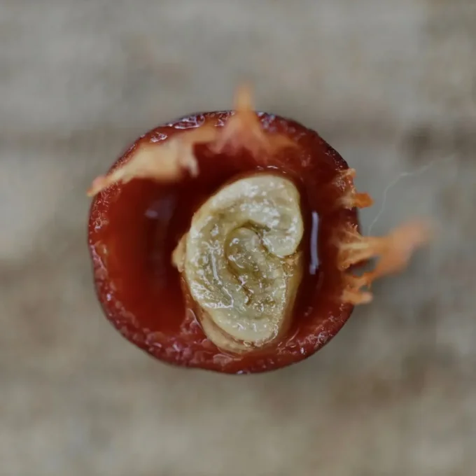 Costa Rica | Cascara de Costa Rica  - bio