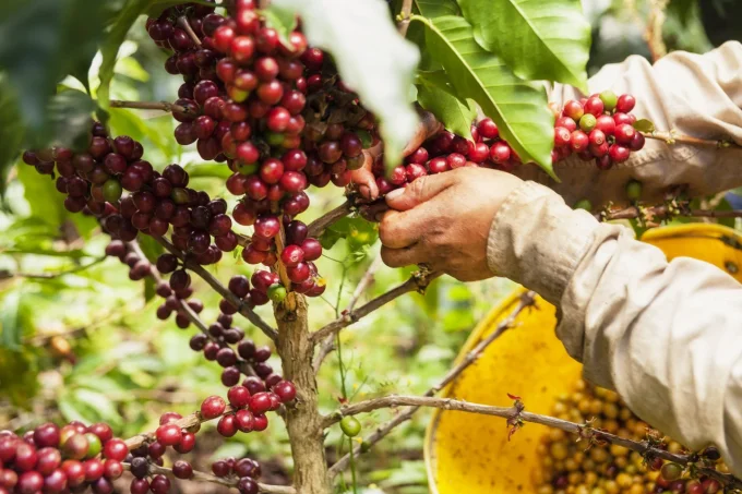 Colombie Cauca Popayan Las Guzmanias