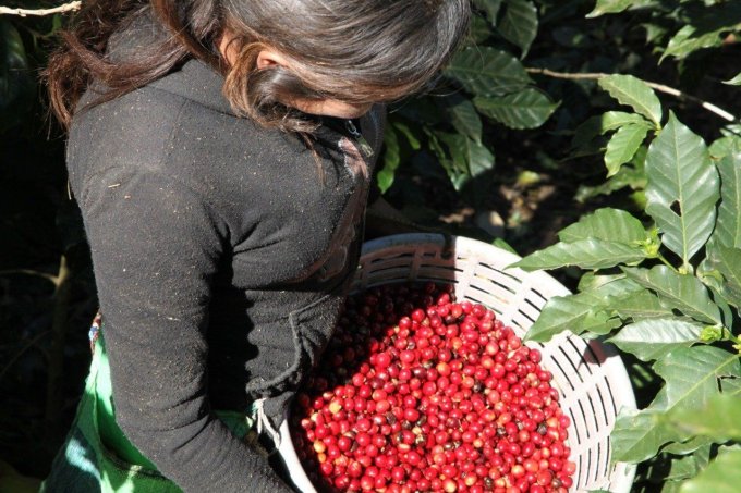 Guatemala | Huehuetenango Bio