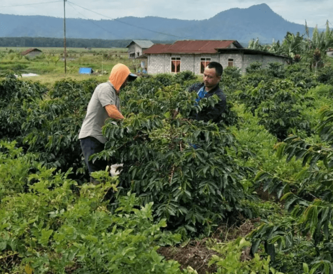 Indonésie | Sumatra Kerinci Tiger project