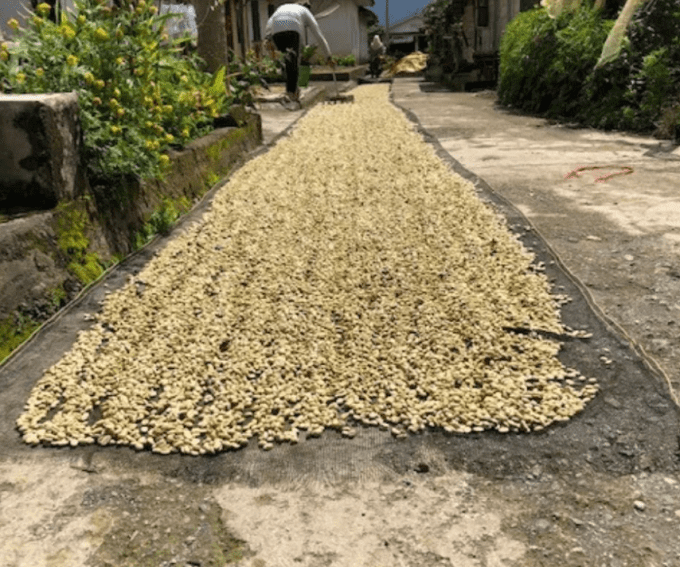 Indonésie | Sumatra Kerinci Tiger project